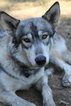 Small Photo #1 Wolf Hybrid Puppy For Sale in YELM, WA, USA