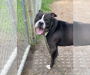 American Pit Bull Terrier-Unknown Mix Dogs for adoption in Virginia Beach, VA, USA