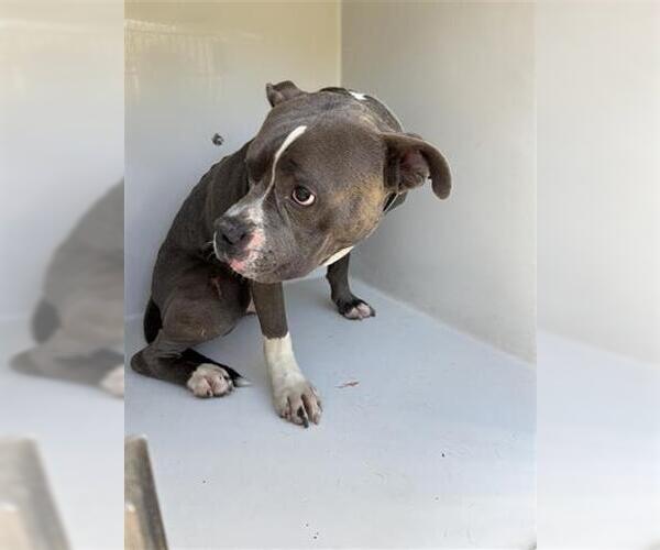 Medium Photo #1 Mutt Puppy For Sale in Houston, TX, USA