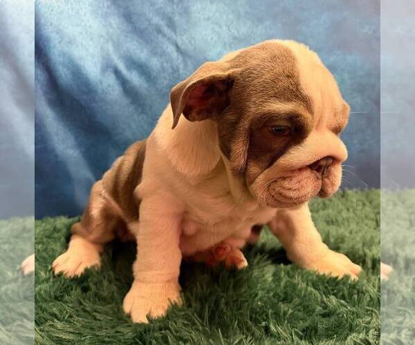 Medium Photo #2 English Bulldog Puppy For Sale in CENTERTON, AR, USA