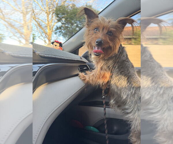 Medium Photo #2 Australian Terrier-Unknown Mix Puppy For Sale in Banning, CA, USA