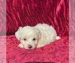 Small Photo #1 Bichon Frise Puppy For Sale in ROCKVILLE, IN, USA