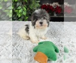 Small Photo #3 Havanese Puppy For Sale in GREENWOOD, IN, USA