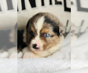 Australian Shepherd Puppy for sale in BLACKSBURG, SC, USA