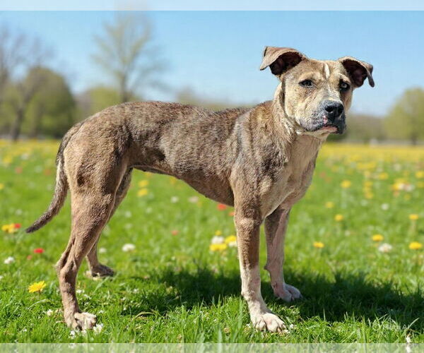 Medium Photo #5 Mutt Puppy For Sale in Talladega, AL, USA