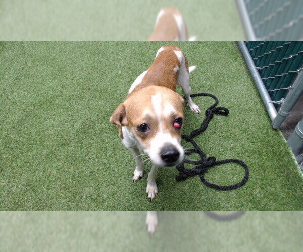 Medium Photo #1 Cheagle Puppy For Sale in Downey, CA, USA