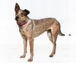 Small #1 Mutt