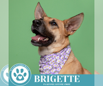 Small #28 German Shepherd Dog Mix