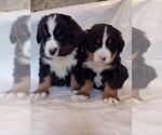 Small Photo #16 Bernese Mountain Dog Puppy For Sale in MEMPHIS, MO, USA