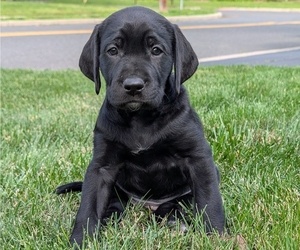 Medium Great Dane-Labrador Retriever Mix