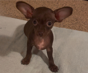 Chihuahua Puppy for sale in ECHO, AL, USA