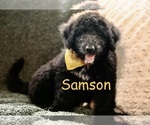 Puppy Samson Shepadoodle