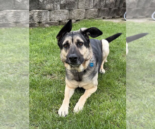 Medium Photo #3 German Shepherd Dog-Unknown Mix Puppy For Sale in Aurora, IN, USA