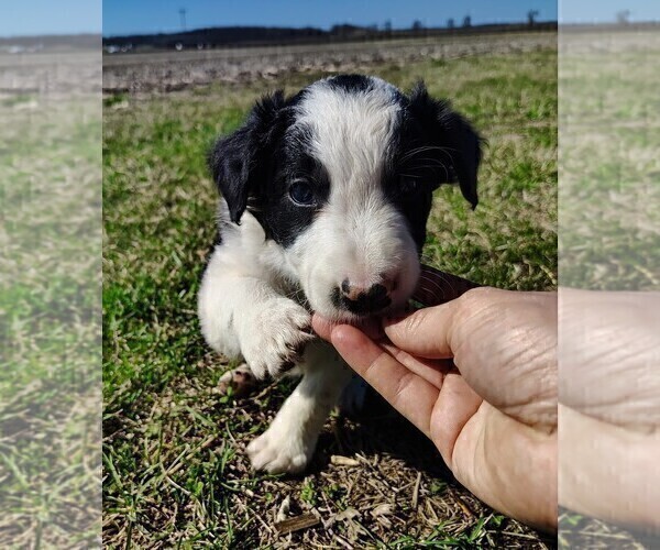 Medium Photo #19 Border Collie Puppy For Sale in NORBORNE, MO, USA
