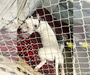 American Pit Bull Terrier-Unknown Mix Dogs for adoption in Kewanee, IL, USA