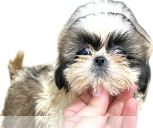 Medium Shih Tzu