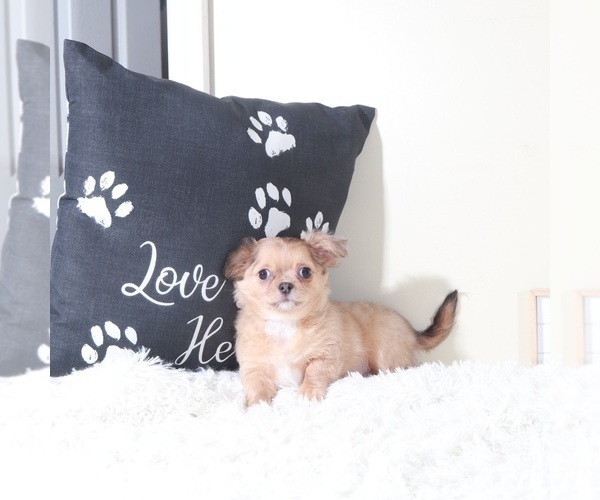 Medium Photo #4 Chihuahua Puppy For Sale in MOUNT VERNON, OH, USA