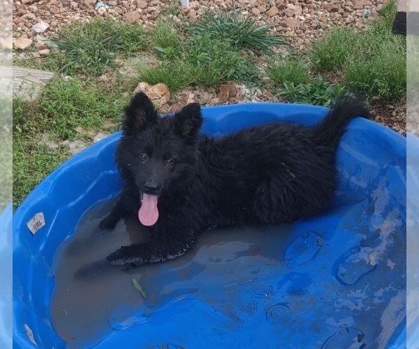 Medium Photo #7 German Shepherd Dog Puppy For Sale in COUCH, MO, USA
