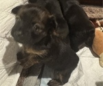 Puppy Puppy 1 Chihuahua-Chiweenie Mix