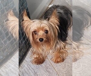 Father of the Yorkshire Terrier puppies born on 01/03/2026