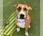 Small #1 American Pit Bull Terrier Mix