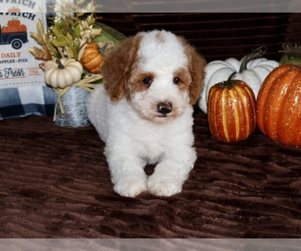 Medium Photo #2 Goldendoodle (Miniature) Puppy For Sale in GIRARD, KS, USA