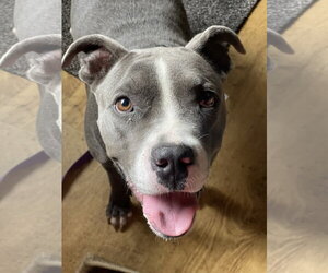 Mutt Dogs for adoption in Mount Laurel, NJ, USA