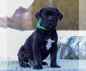 Cane Corso Puppy for sale in GAP, PA, USA