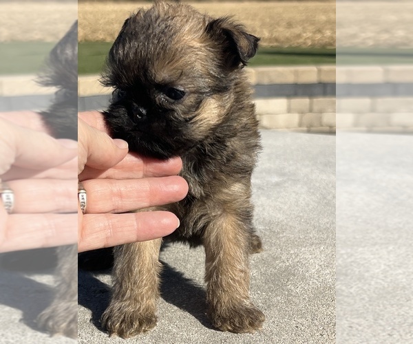 Medium Photo #2 Brussels Griffon Puppy For Sale in NILES, MI, USA