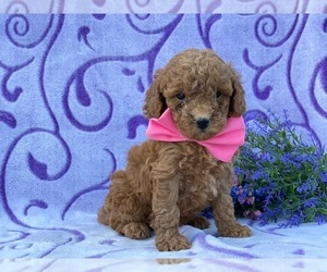 Poodle (Toy) Puppy for sale in LANCASTER, PA, USA