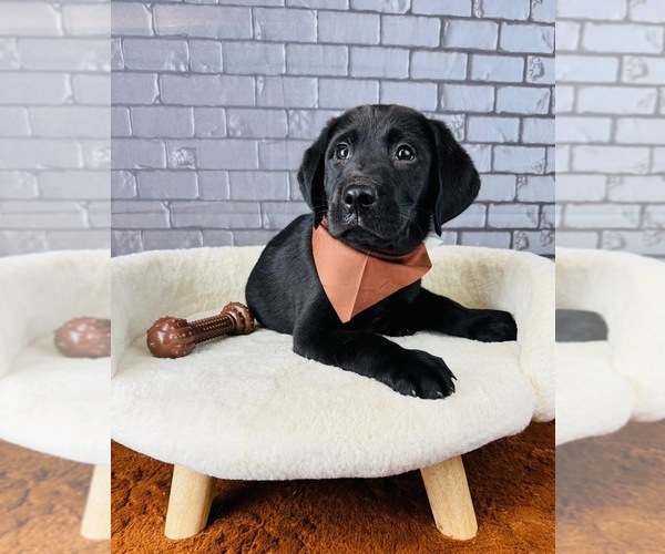 Medium Photo #7 Labrador Retriever Puppy For Sale in OCALA, FL, USA