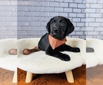 Small #6 Labrador Retriever