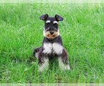 Small Photo #1 Schnauzer (Miniature) Puppy For Sale in SYRACUSE, IN, USA