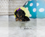 Small Photo #3 Dachshund Puppy For Sale in RIPLEY, MS, USA