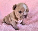 Small Photo #4 French Bulldog Puppy For Sale in LAS VEGAS, NV, USA