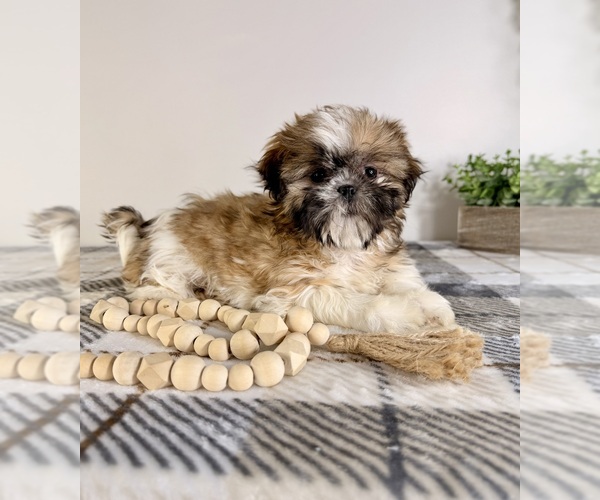 Medium Photo #2 Shih Tzu Puppy For Sale in GREENFIELD, IN, USA