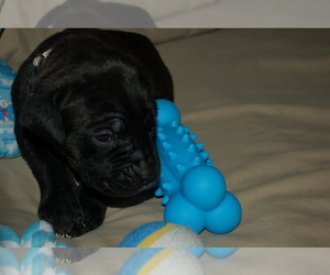 Cane Corso Puppy for sale in LAKEVIEW, CA, USA