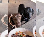 Small #1 German Shorthaired Pointer