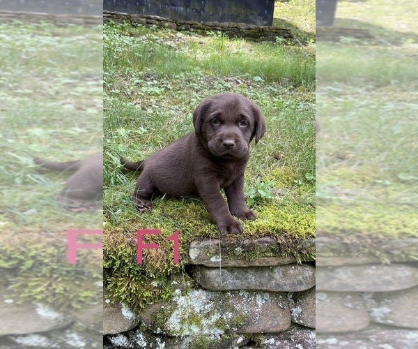 Medium Photo #5 Labrador Retriever Puppy For Sale in INEZ, KY, USA
