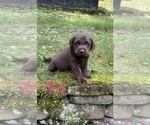 Small #4 Labrador Retriever