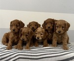 Small #5 Cockapoo