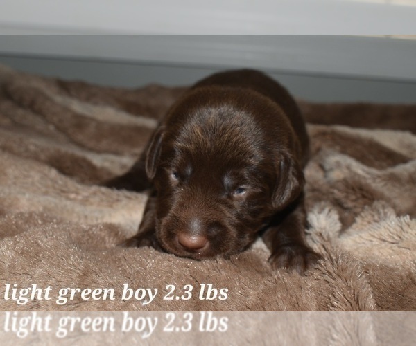 Medium Photo #10 Labrador Retriever Puppy For Sale in PAWNEE, IL, USA