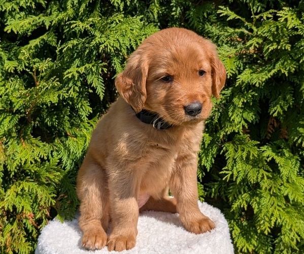 Medium Photo #29 Golden Retriever Puppy For Sale in GOSHEN, IN, USA