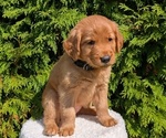 Small #4 Golden Retriever
