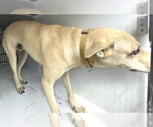 Staffordshire Bull Terrier-Unknown Mix Dogs for adoption in Houston, TX, USA