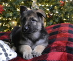 Small Photo #2 German Shepherd Dog Puppy For Sale in RISING SUN, IN, USA