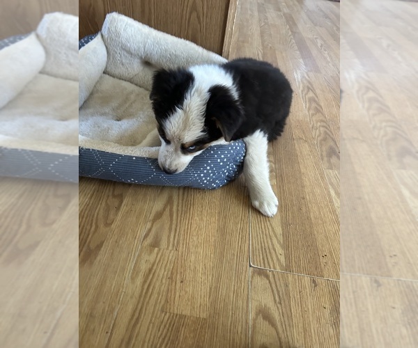 Medium Photo #5 Australian Shepherd Puppy For Sale in COTOPAXI, CO, USA