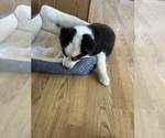 Small #4 Australian Shepherd