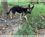 Small #1 German Shepherd Dog