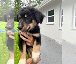 Small Photo #4 Miniature Australian Shepherd Puppy For Sale in CLEARWATER, FL, USA